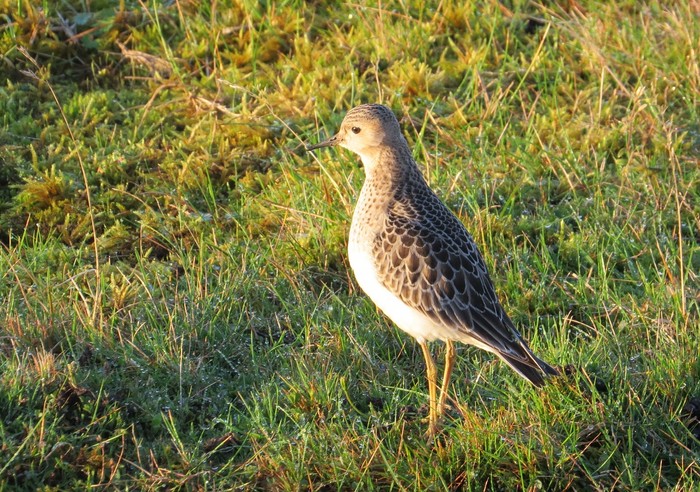 Buff-breasted Sandpiper