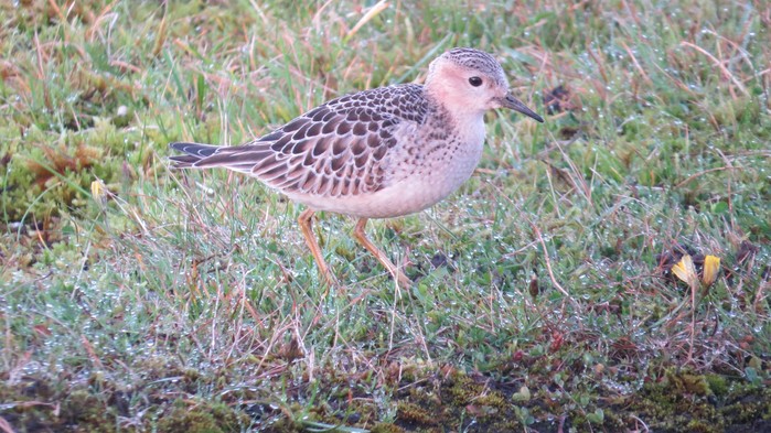Buff-breasted Sandpiper