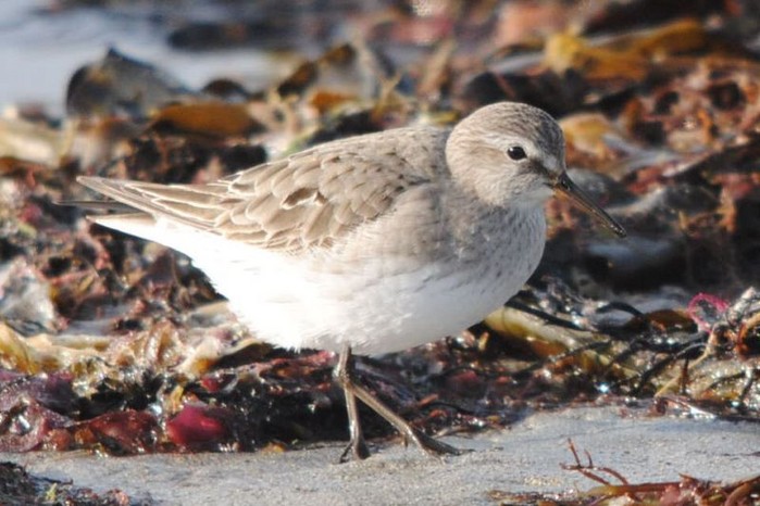 White-rumped Sandpiper
