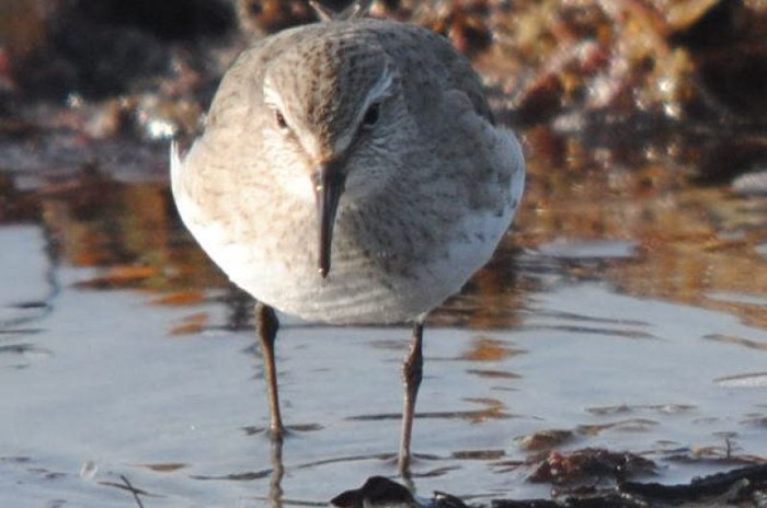 White-rumped Sandpiper