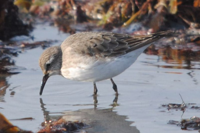 White-rumped Sandpiper