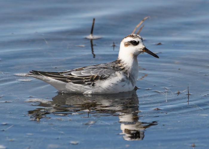 Grey Phalarope