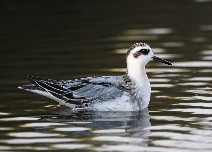 Grey Phalarope