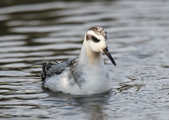 Grey Phalarope