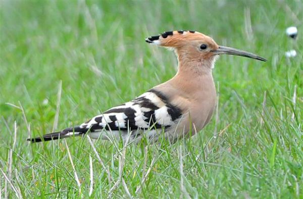 Hoopoe