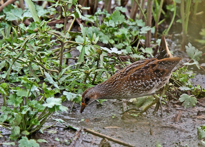 Spotted Crake