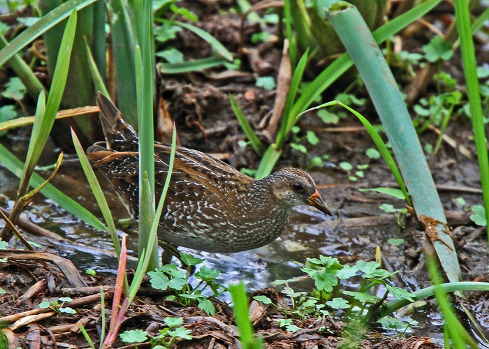 Spotted Crake