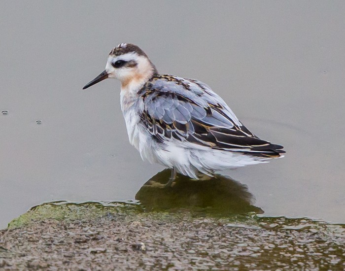 Grey Phalarope