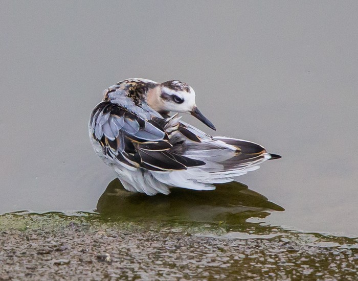 Grey Phalarope