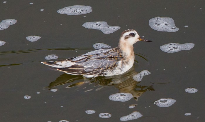 Grey Phalarope