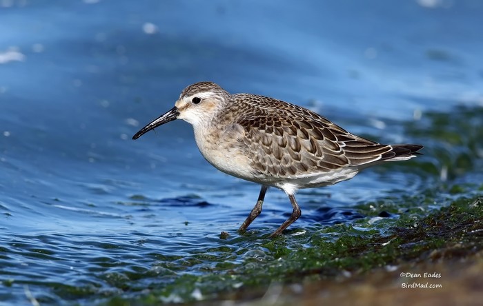 Curlew Sandpiper