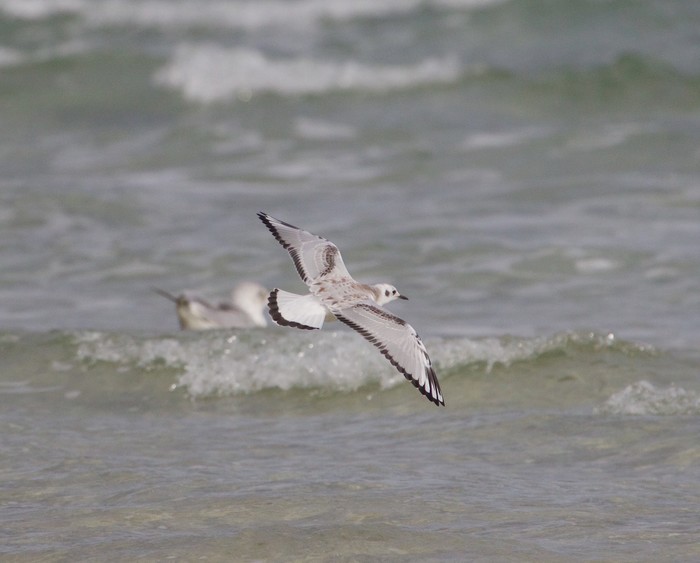 Bonaparte's Gull
