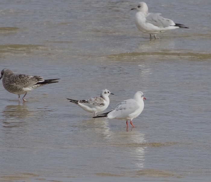 Bonaparte's Gull