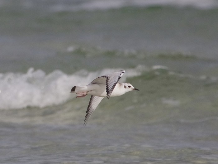 Bonaparte's Gull