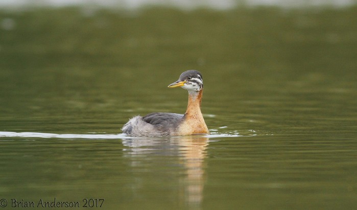 Red-necked Grebe