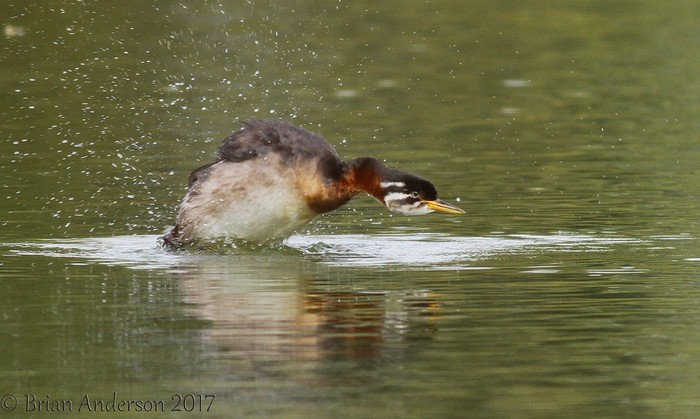 Red-necked Grebe