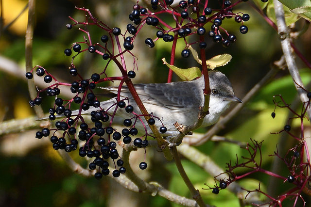Barred Warbler