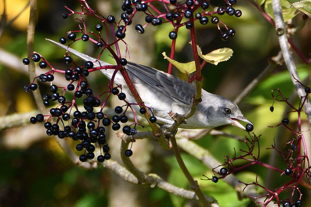 Barred Warbler