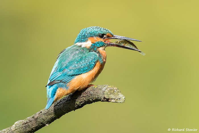 Kingfisher