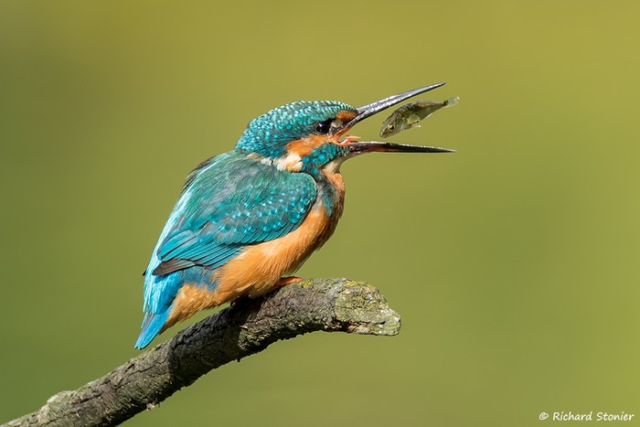 Kingfisher