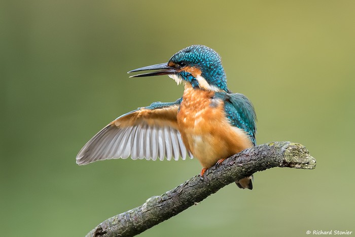 Kingfisher