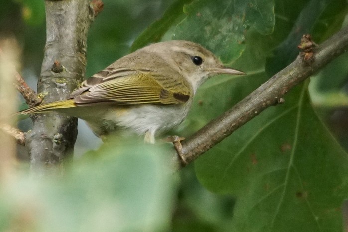Western Bonelli's Warbler
