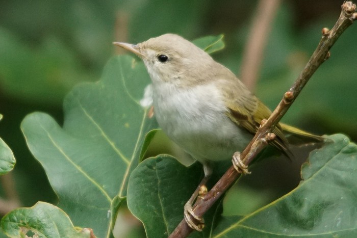 Western Bonelli's Warbler