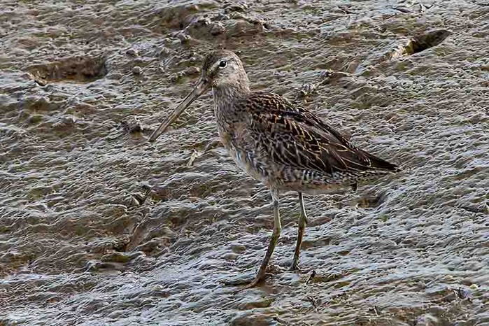 Long-billed Dowitcher