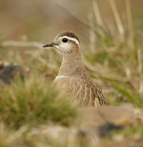 Dotterel
