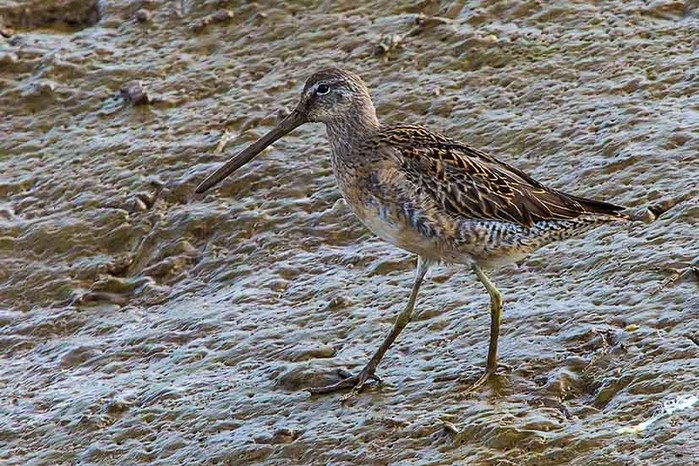 Long-billed Dowitcher