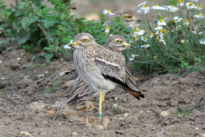 Stone Curlew