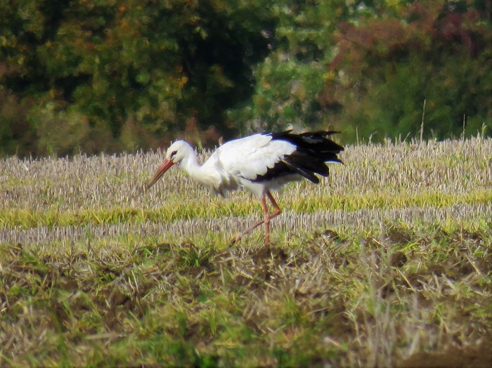 White Stork