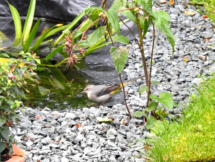 Grey Wagtail