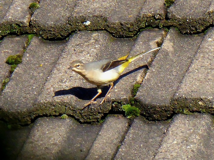 Grey Wagtail