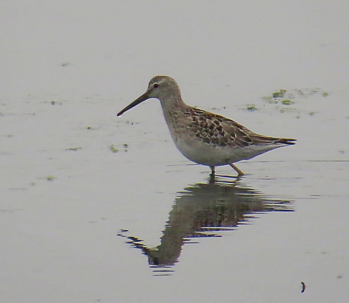 Stilt Sandpiper