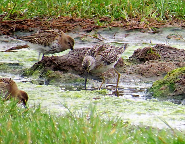 Stilt Sandpiper