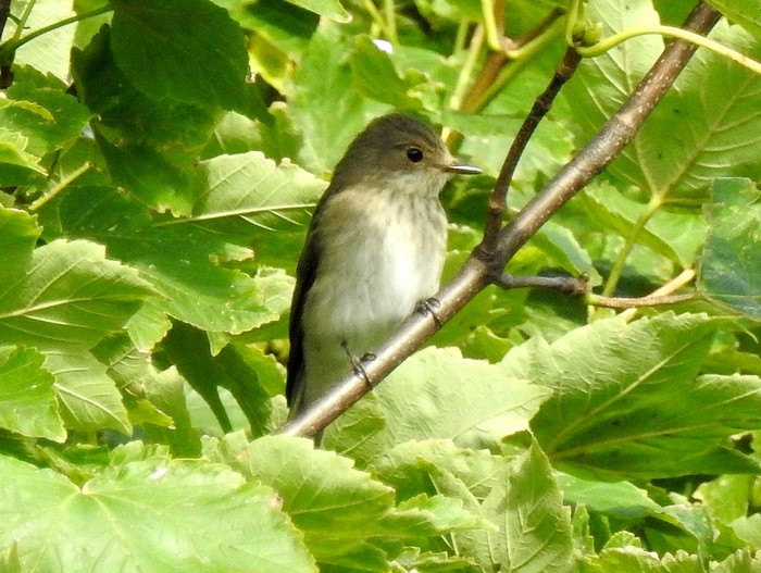 Spotted Flycatcher