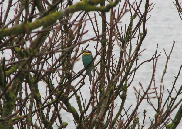 Bee-eater