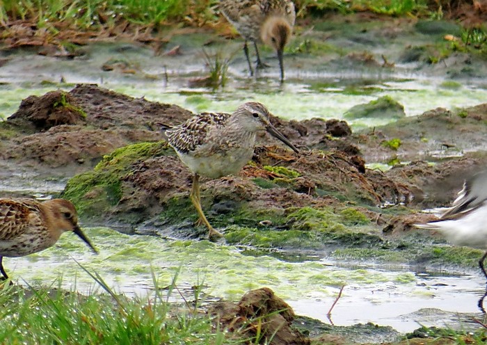 Stilt Sandpiper