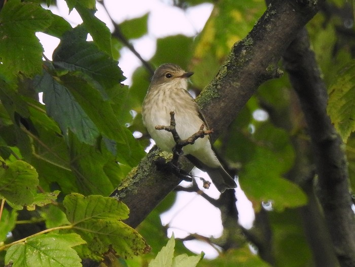Spotted Flycatcher