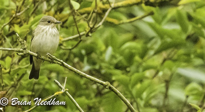 Spotted Flycatcher