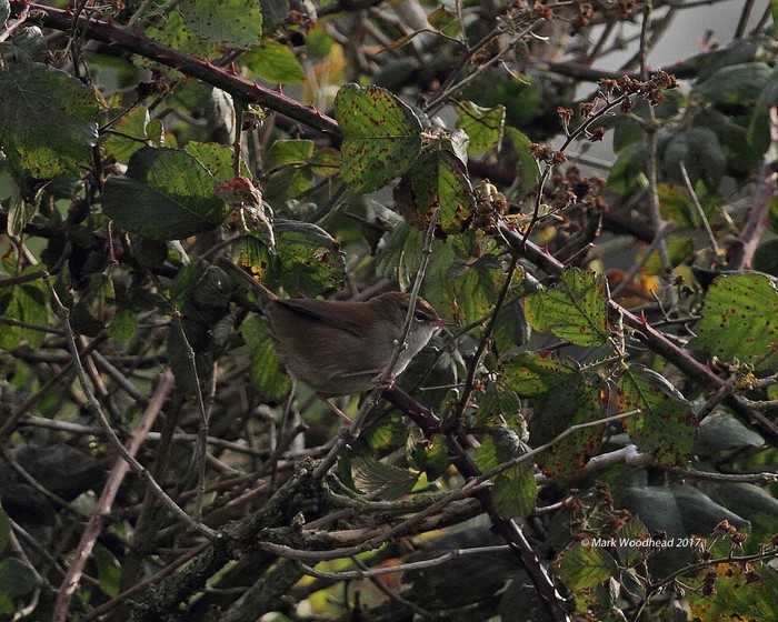 Cetti's Warbler