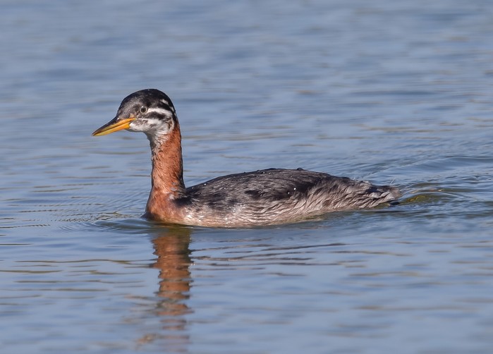 Red-necked Grebe