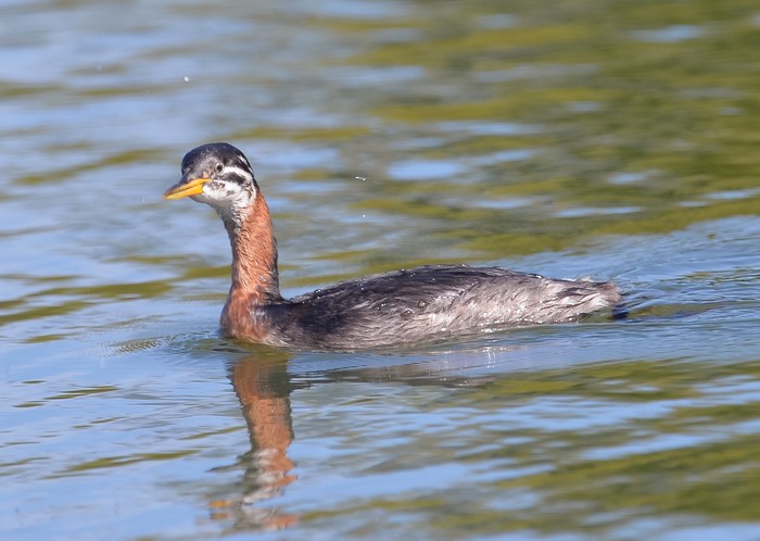 Red-necked Grebe