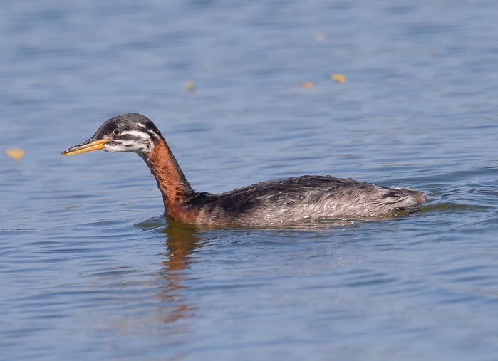 Red-necked Grebe
