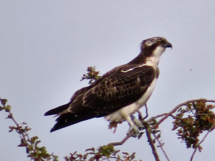 osprey
