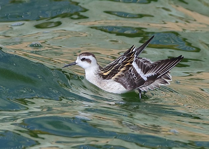 Red-necked Phalarope