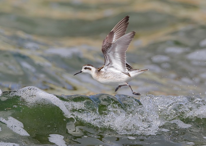 Red-necked Phalarope