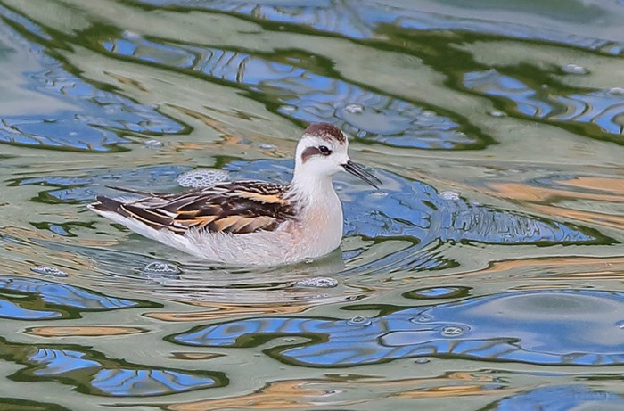 Red-necked Phalarope
