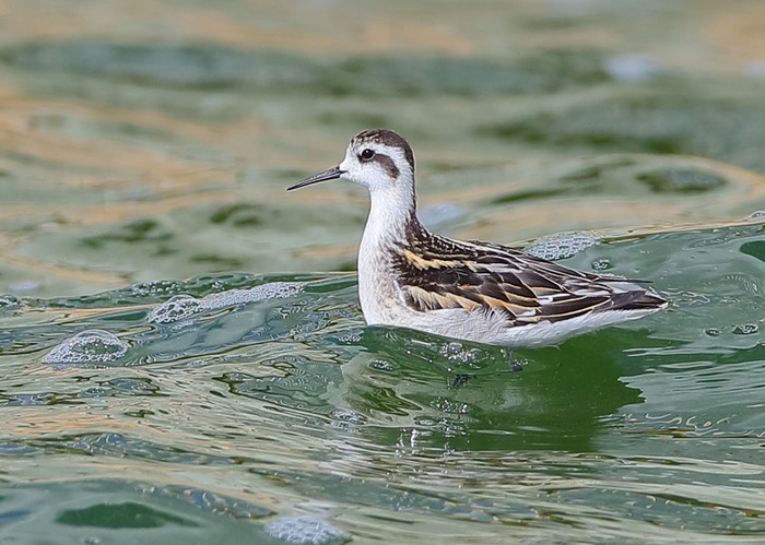 Red-necked Phalarope